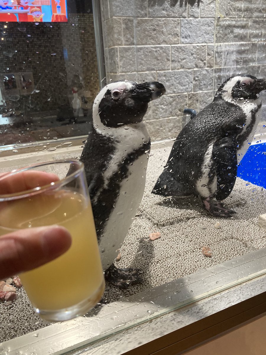 hamasukedr's tweet photo. この距離でペンギン見ることないからすげー新鮮　めっちゃかわいい https://t.co/8xxmHYjsMM