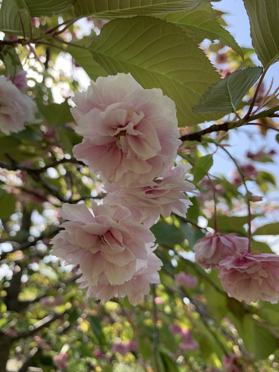 今日は私の母と息子と3人で、近くの向島百花園にお散歩🌸
色んなお花や、新緑の風景が綺麗でした✨✨
近場のありふれた景色だけど、3人でのんびりお話しして、なんか思い出に残りました😃🌼