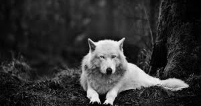 Yusuf Akbaba tweet media