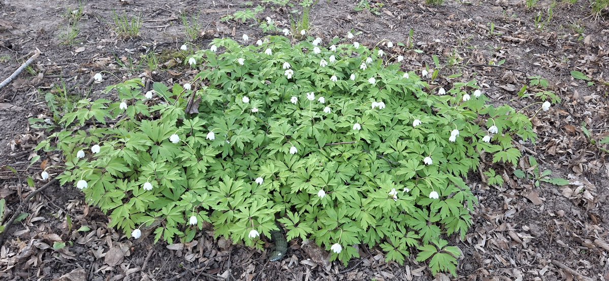 Я вам показує НЕ зірвані підсніжники на НЕ приватній ділянці (я ні до кого на город не лізла, чесне юридичне)
А ви киньте декілька ґривнів