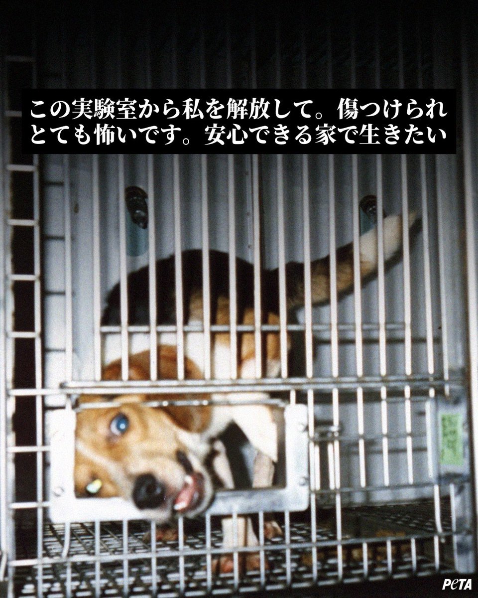 PETAアジア tweet media