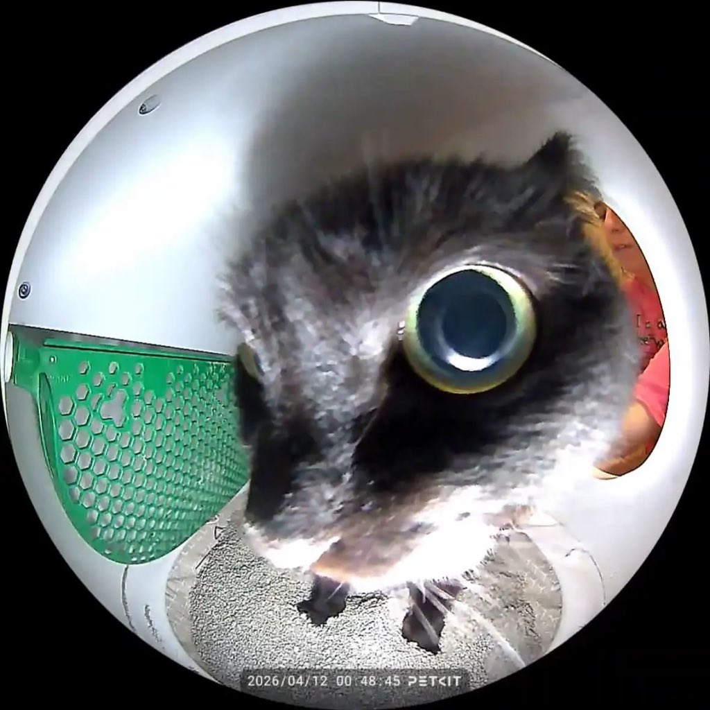 No Cats No Life tweet media