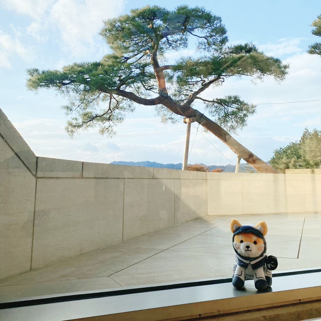 ASTEROID SHIBA tweet media