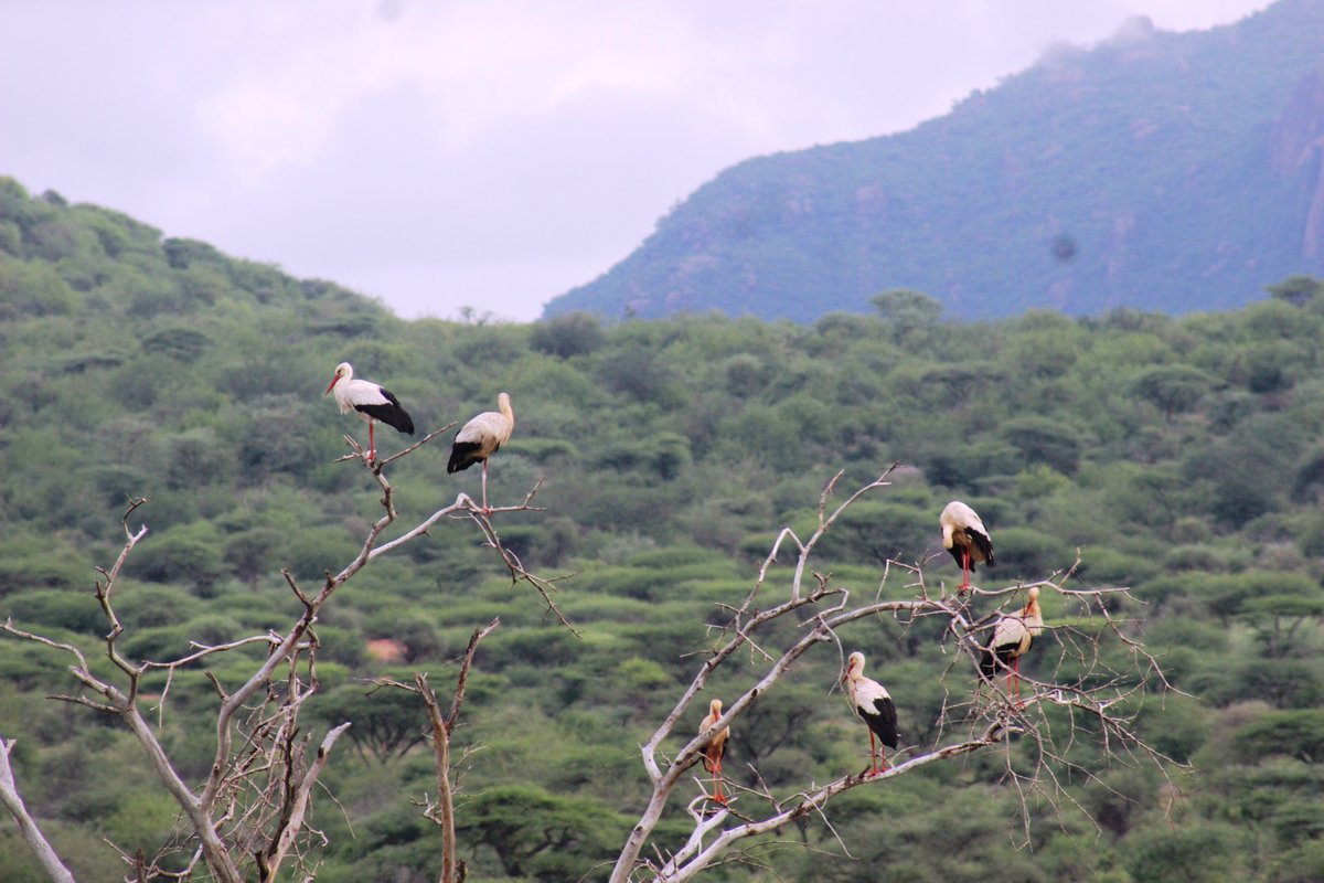 Lambula Wild Adventures Ug tweet media