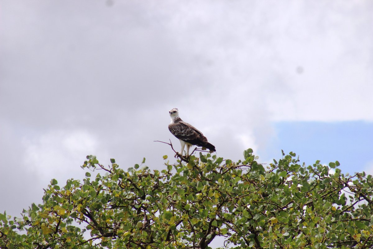 Lambula Wild Adventures Ug tweet media