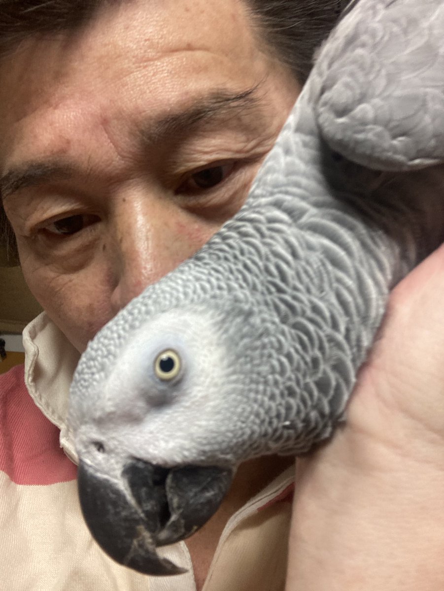 若松実喜男 tweet media