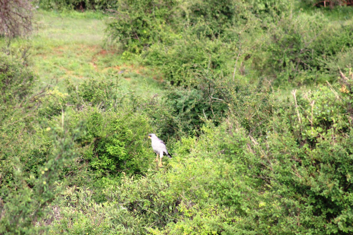 Lambula Wild Adventures Ug tweet media