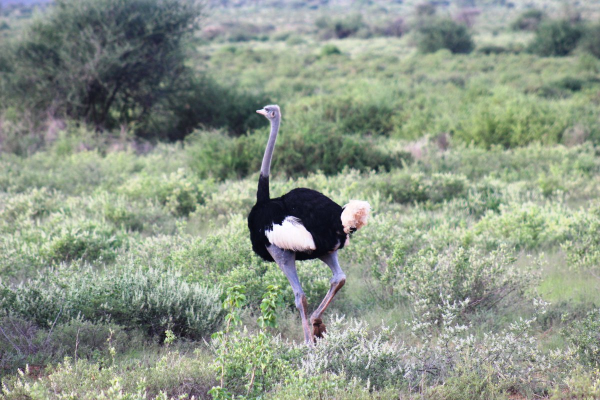 Lambula Wild Adventures Ug tweet media