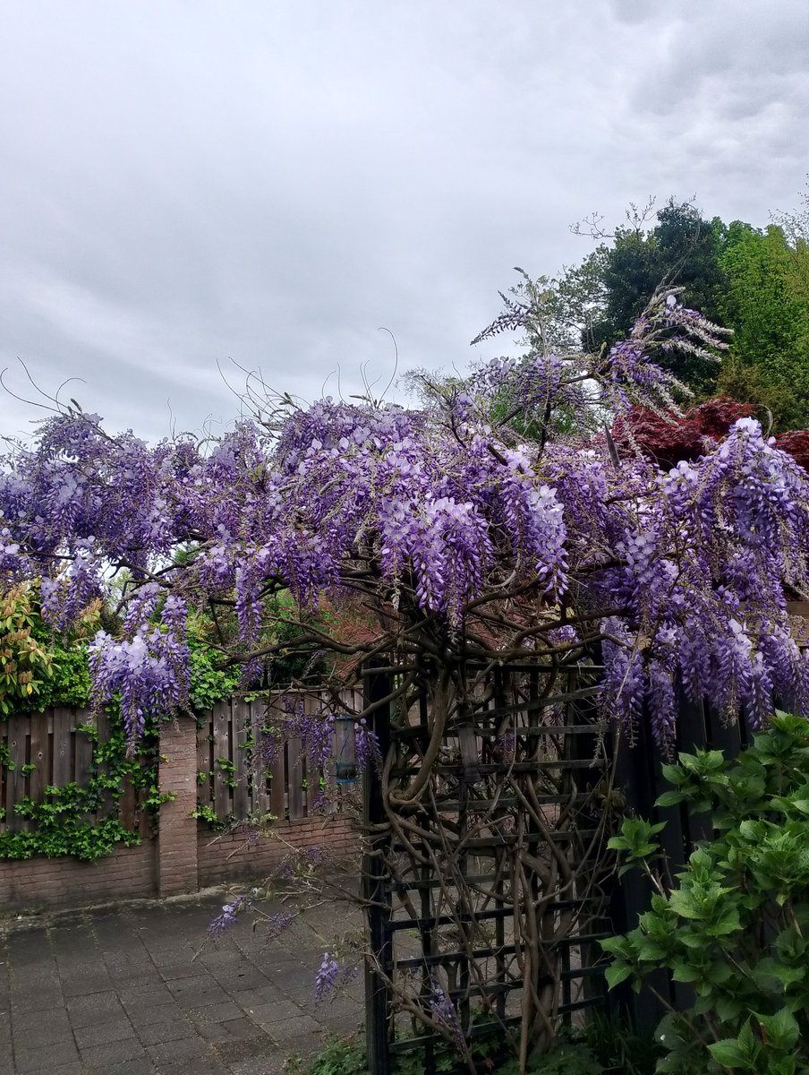 Adlan Ali tweet media