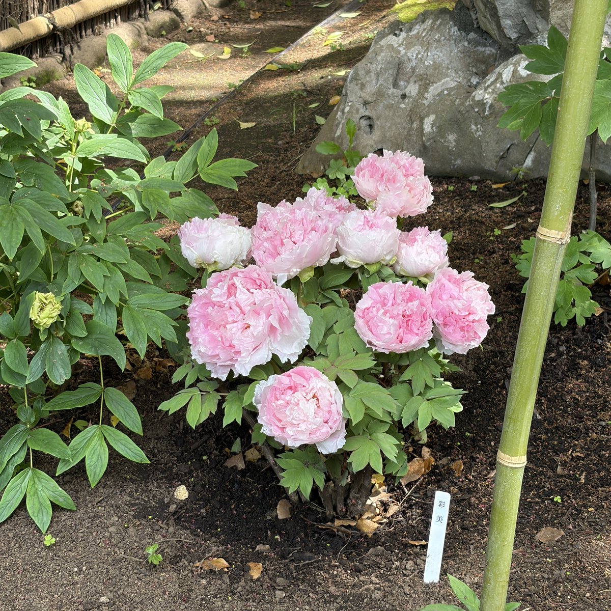 ゆずりは tweet media