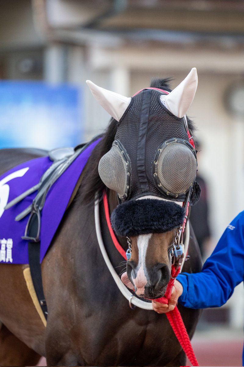 ほむん tweet media