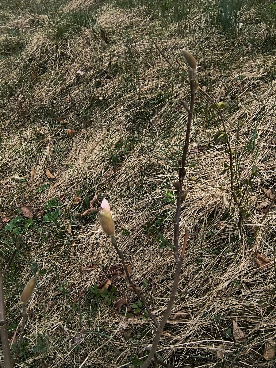 L. unfiltered tweet media