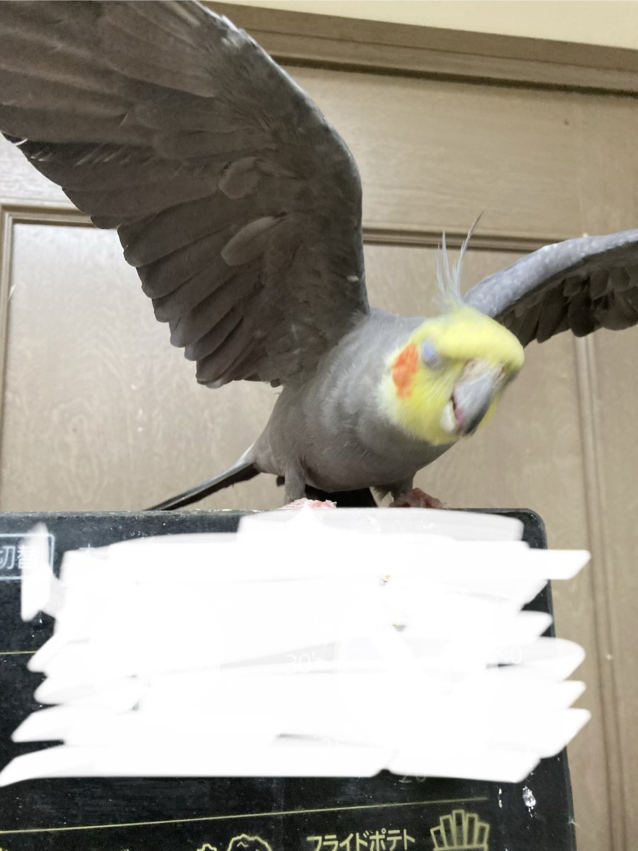 （カリン） tweet media