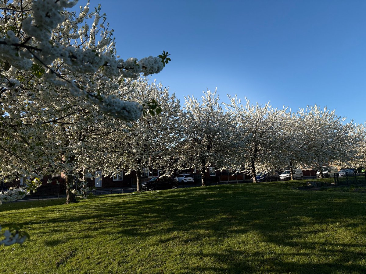 Wesenior's tweet image. @Hudsonweather Totally obsessed with these blossom trees in Whitwood! Every year they are magnificent. They definitely give #harrogate a run for their money. #spring #yorkshire #sunny #blossom