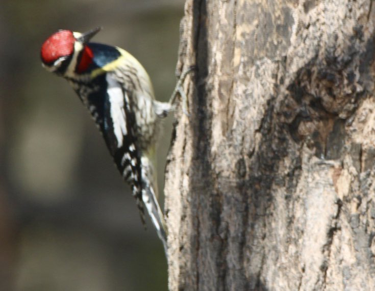 CatharineYogi's tweet image. This pair visited the big Maple most of the day! The male with his pretty red throat and his lady showing off subtle yellow and lovely feather patterns ❤️ #yellowbelliedsapsucker #birds #birdphotography #BirdTwitter #TwitterNaturePhotography #TwitterNatureCommunity ❤️