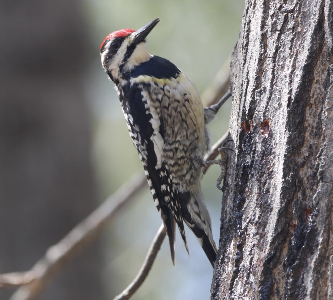 CatharineYogi's tweet image. This pair visited the big Maple most of the day! The male with his pretty red throat and his lady showing off subtle yellow and lovely feather patterns ❤️ #yellowbelliedsapsucker #birds #birdphotography #BirdTwitter #TwitterNaturePhotography #TwitterNatureCommunity ❤️
