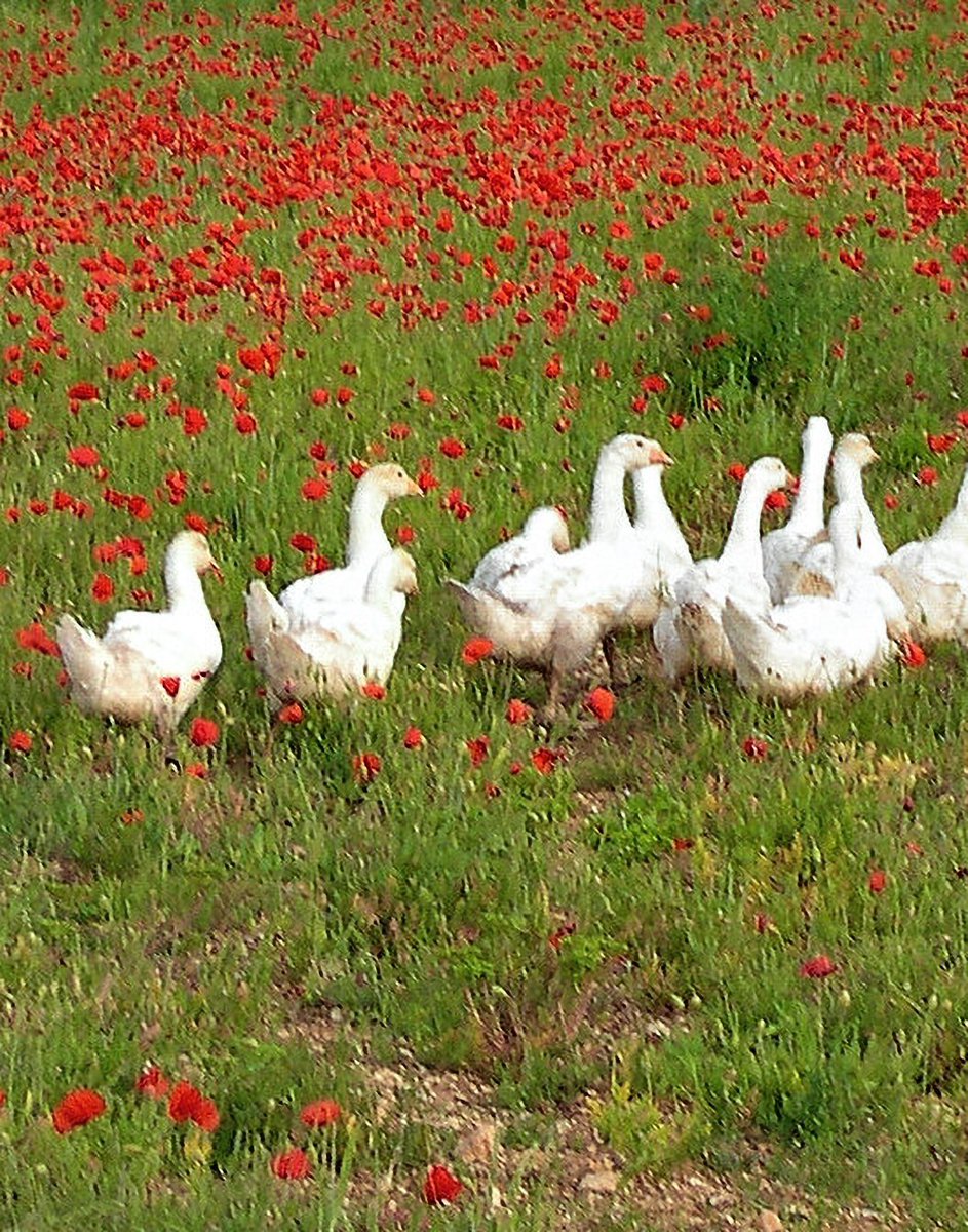 flavio fontana tweet media