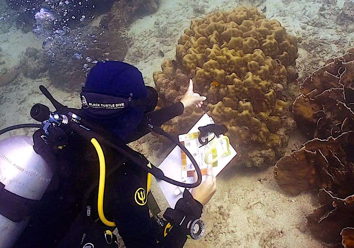 GoProIDCKohTao's tweet image. Our MSDT Program gives you the opportunity to gain the teaching experience and certifications that employers look for. blackturtledive.com/padi-pro-level… #Teaching #Instructor #MSDT #KohTao #Thailand #Scuba #Career
