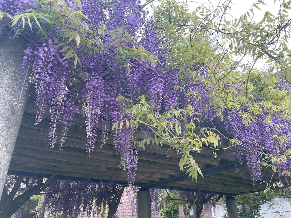 めいたれ tweet media