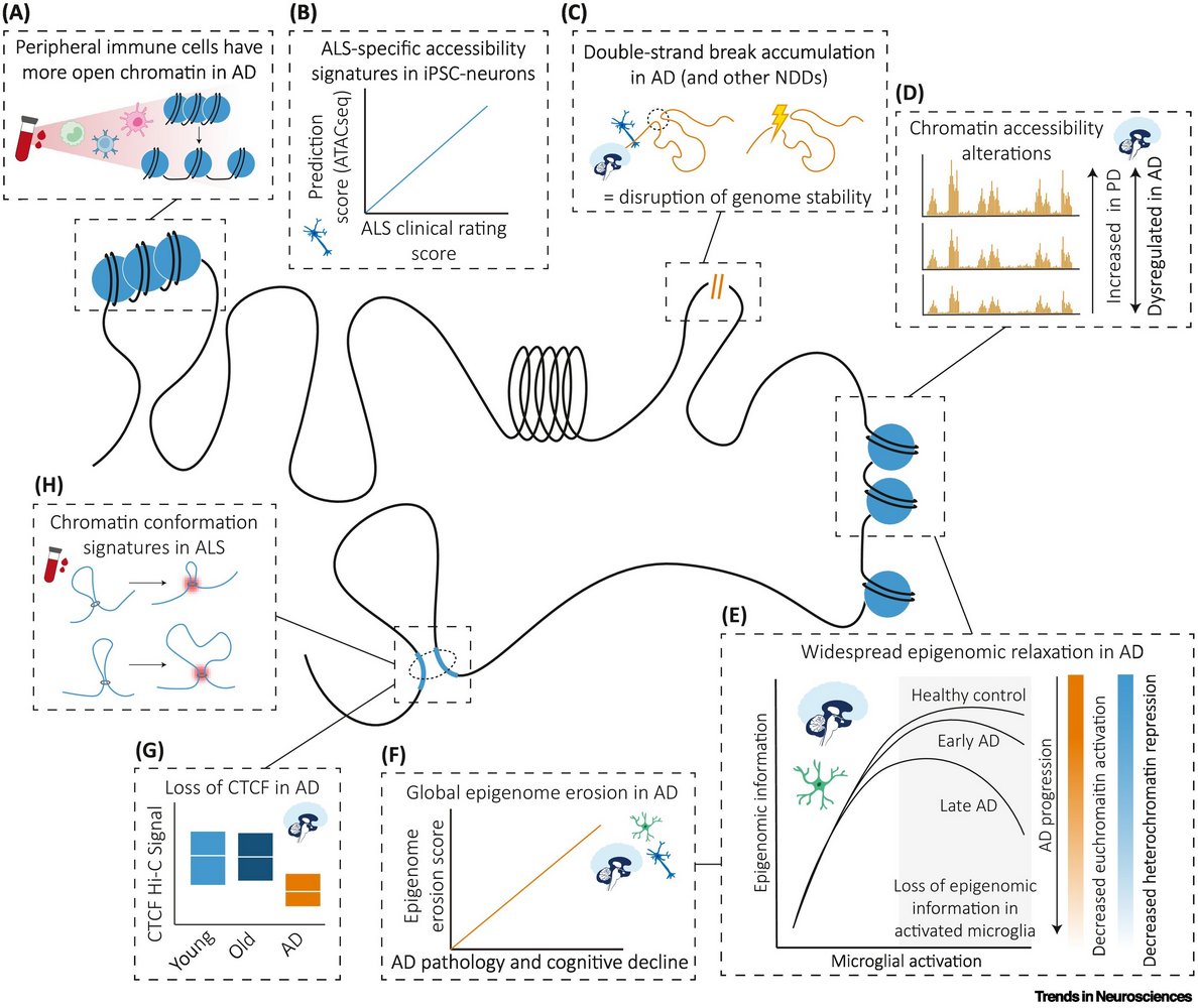 ScienceofPD's tweet image. My weekend read - new review from @SophieFarrow2 &amp;amp; colleagues on epigenetic biomarkers in neurodegen. conditions - everything from molecular signatures to therapeutic targets (#Parkinsons gets some mentions)
cell.com/trends/neurosc…