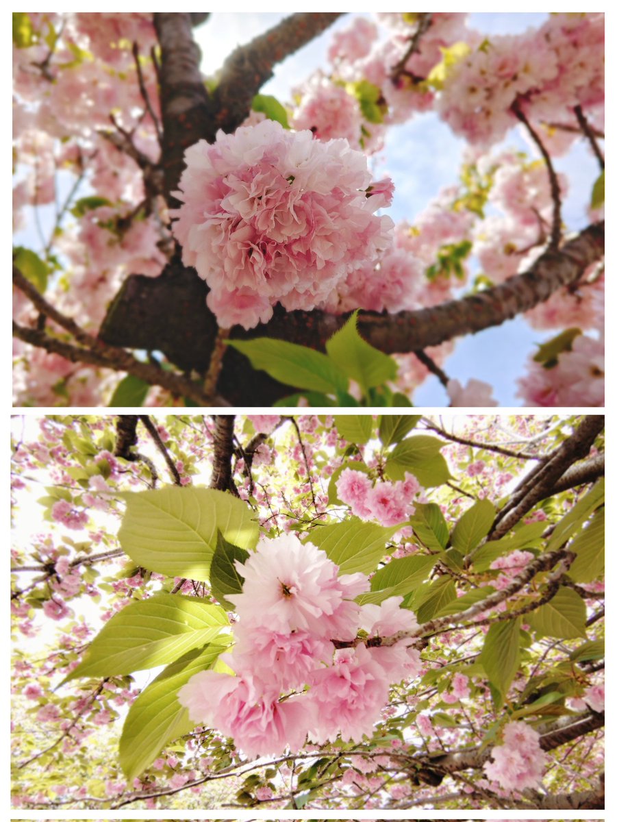 とんとろ tweet media