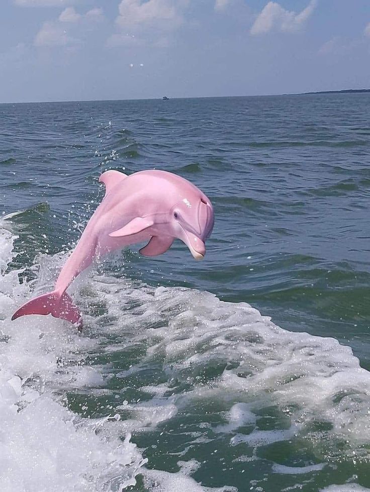 softrebels's tweet photo. It will be the WORST YEAR of YOUR life if you IGNORE this Pink DHOLPHIN https://t.co/C1u8eqSf5G