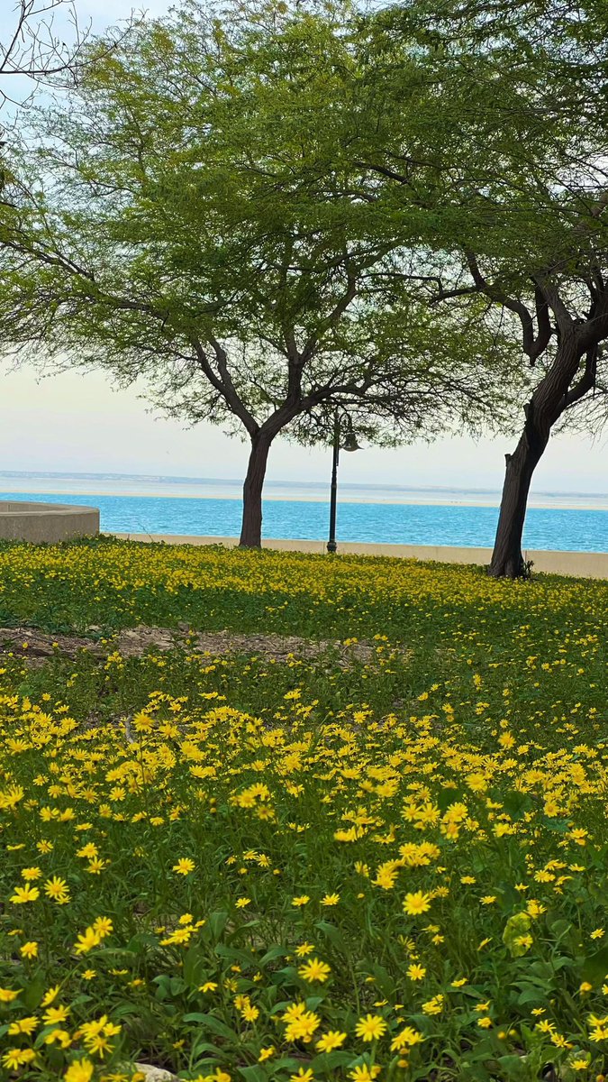 TSP جيوغرافيك tweet media