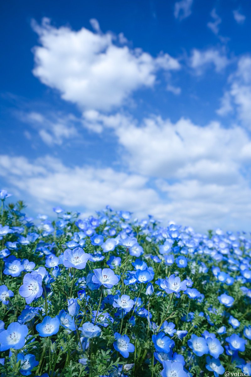 よたか tweet media