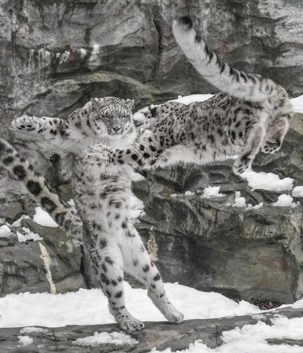 IT'S LION AND TIGERS WORLD (@animallove_22) on Twitter photo 