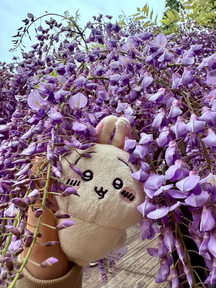 japan_osakafood's tweet photo. ヤハ?
#ツツウラウラヤハ氏旅
京都花巡りヤハ!! https://t.co/5KjmLBBVLC