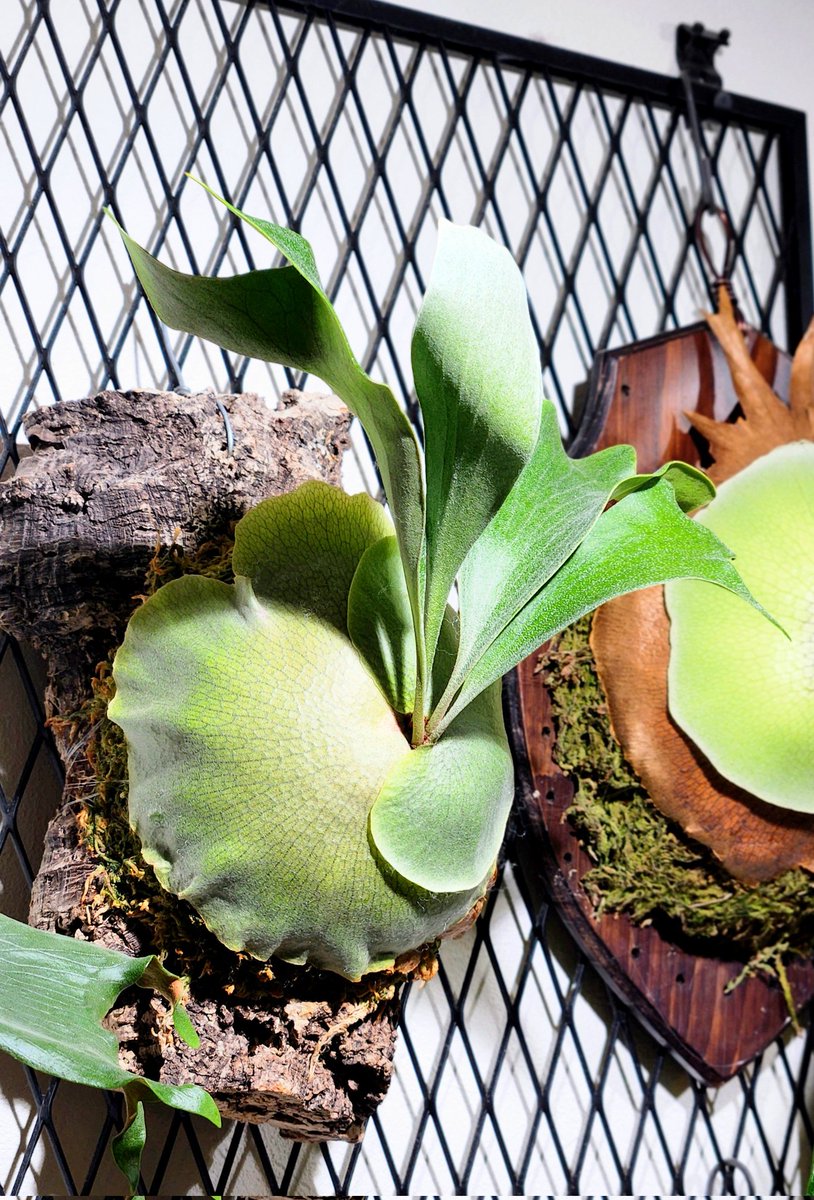 木彫りのぽっぽ🪵ぽっぽの木彫り屋さん tweet media