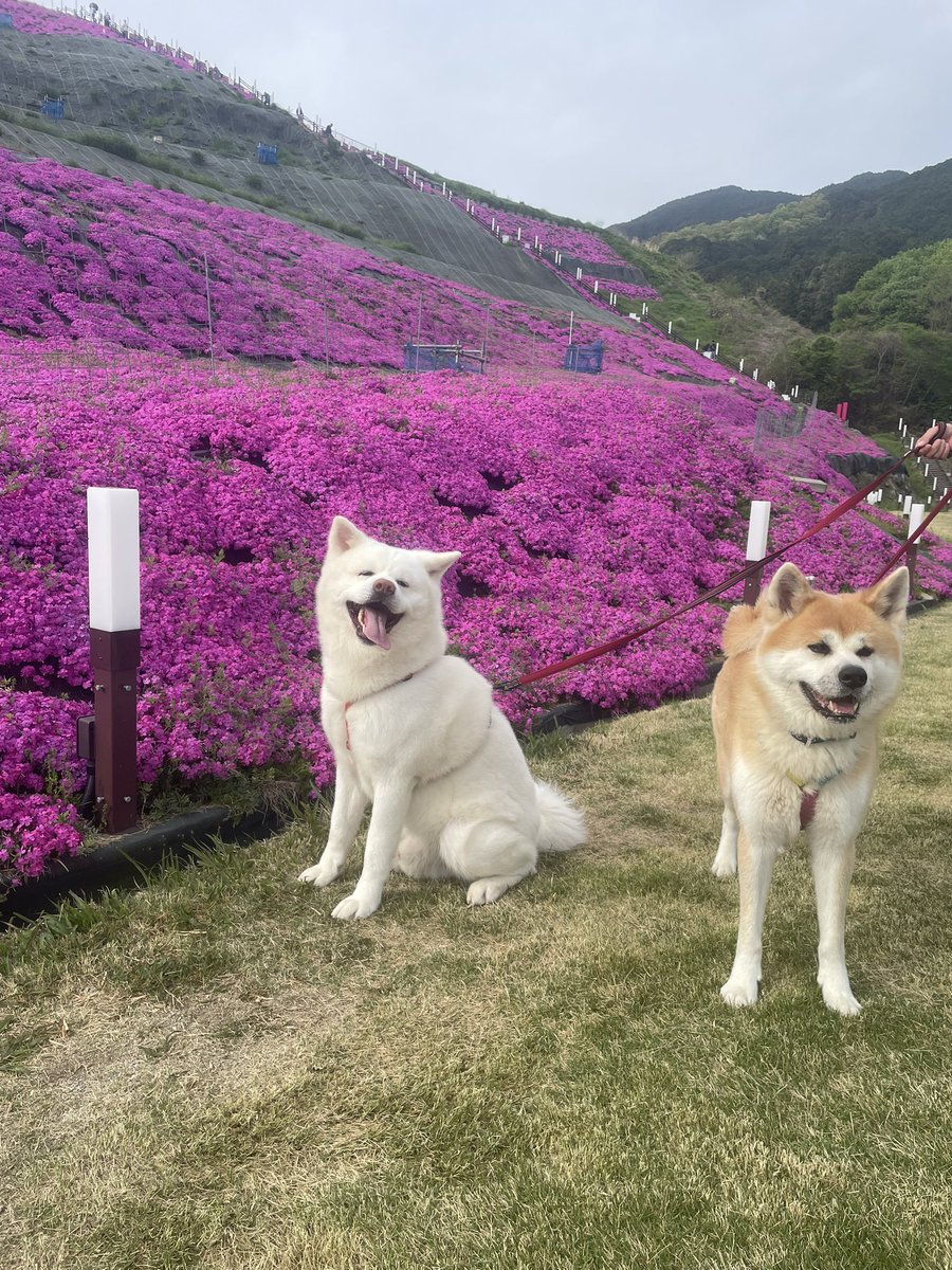 秋田犬　そら❤️大地 tweet media