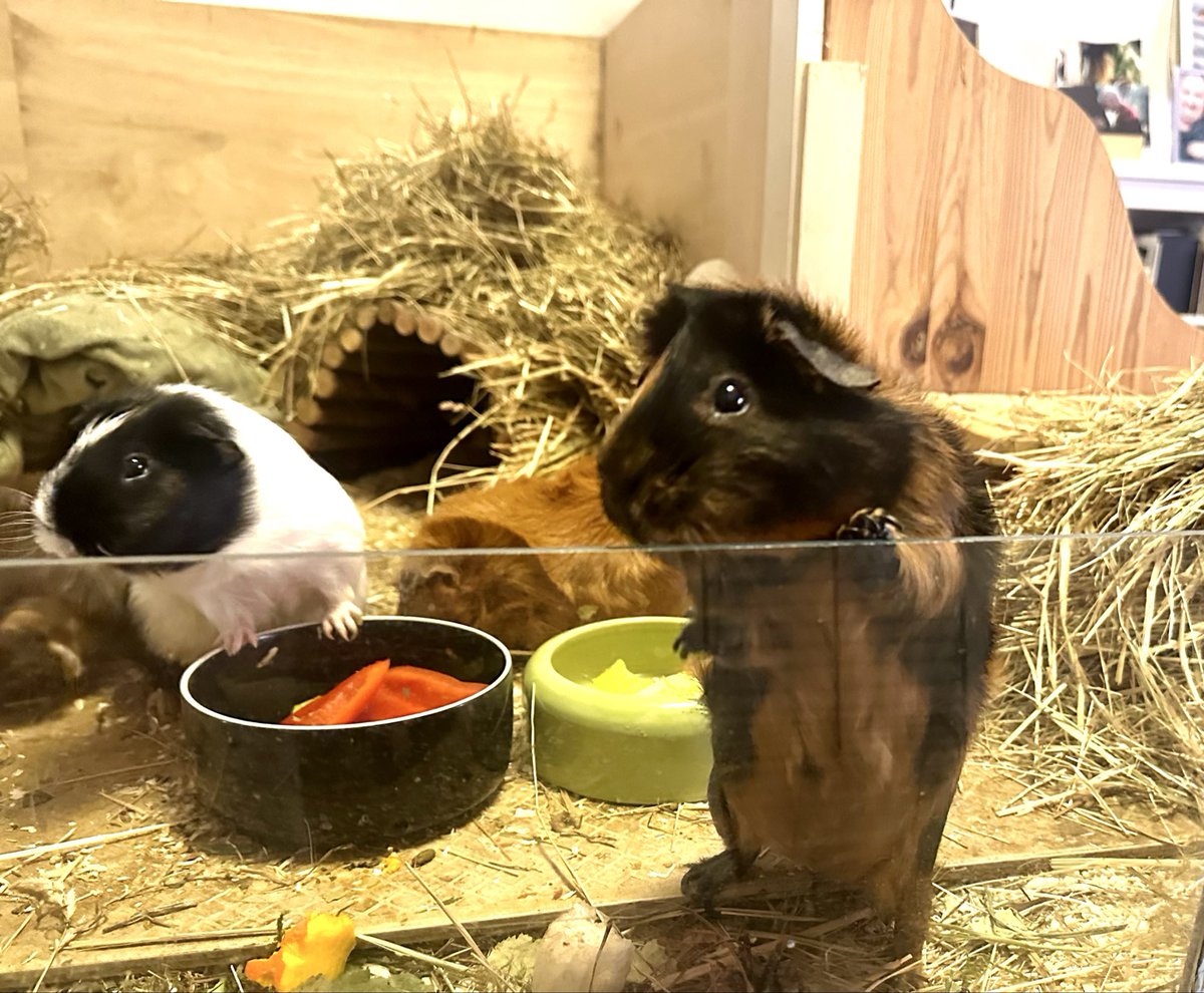 Anna Rebella, the woman, the myth, the legend tweet media