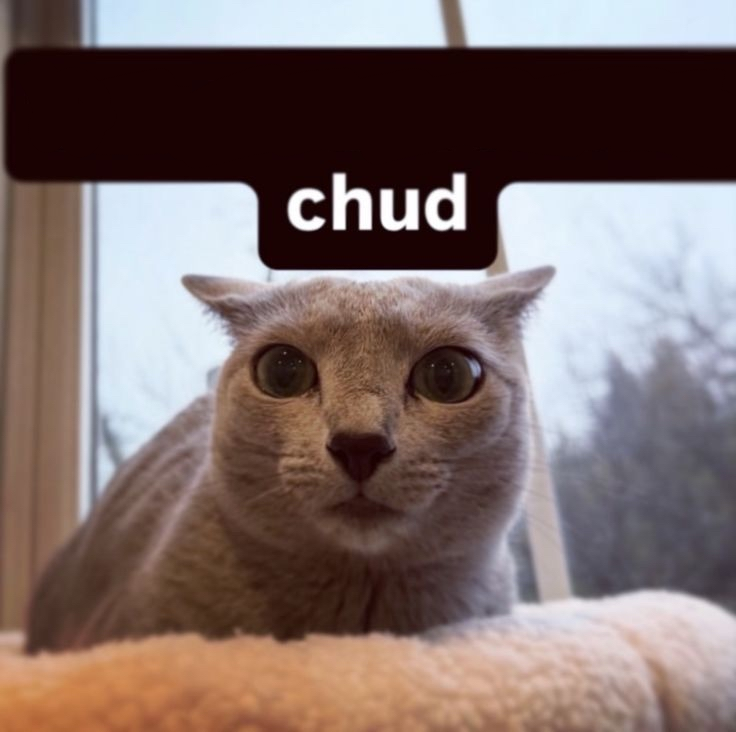 michelle tweet media