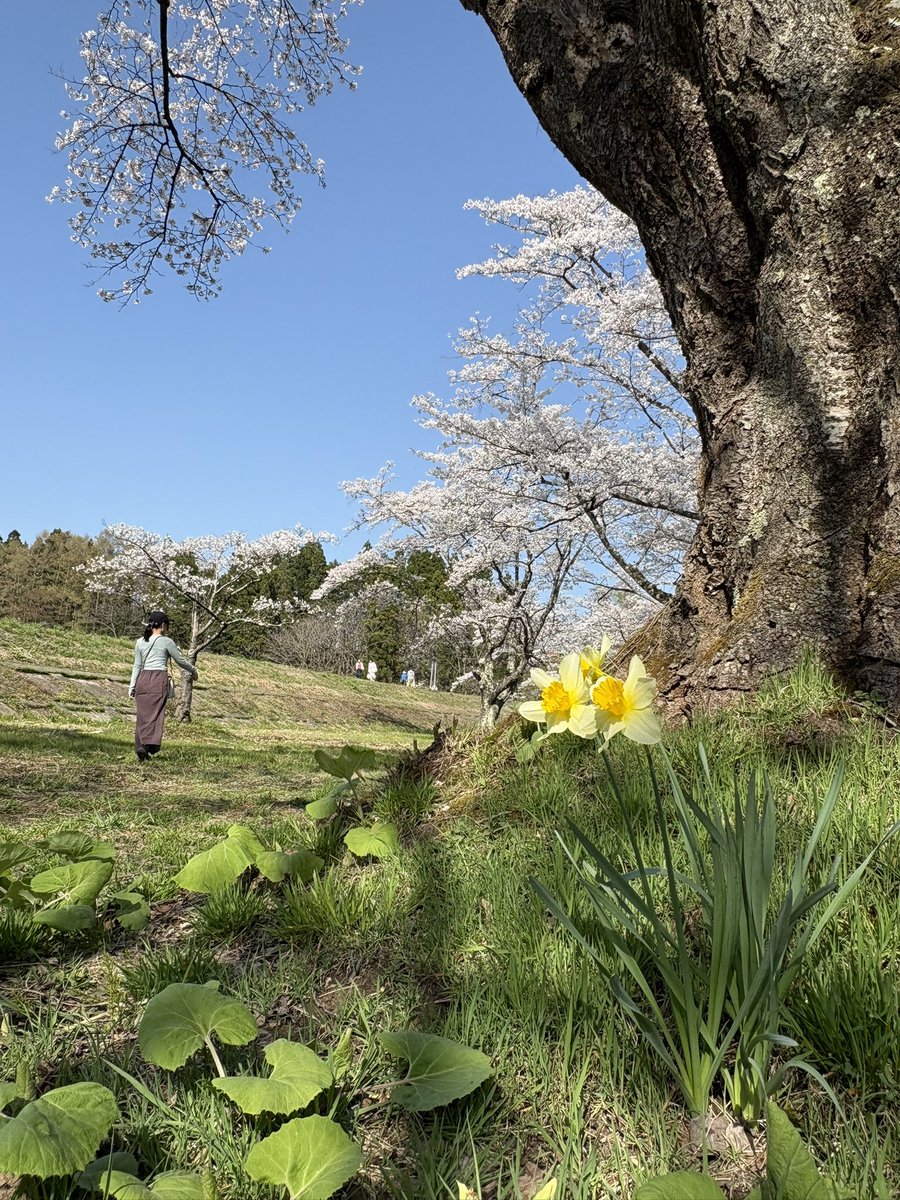 雫石園地公園

今日はお花見日和ですね。
例年は夜のライトアップをしているそうですが、今年は実施しないそうです。