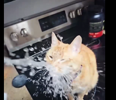 Trans Australian M1das tweet media