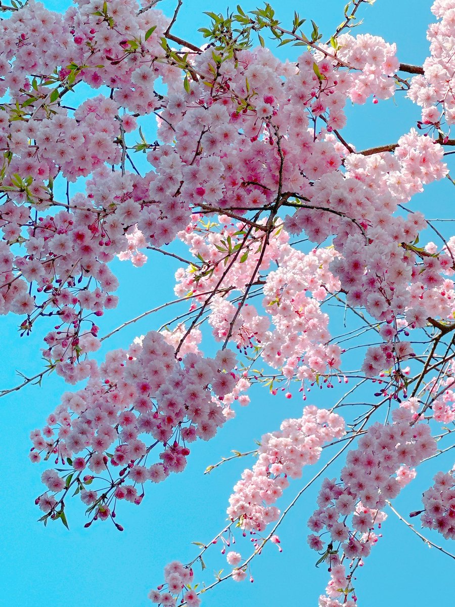 ゆの｡ tweet media