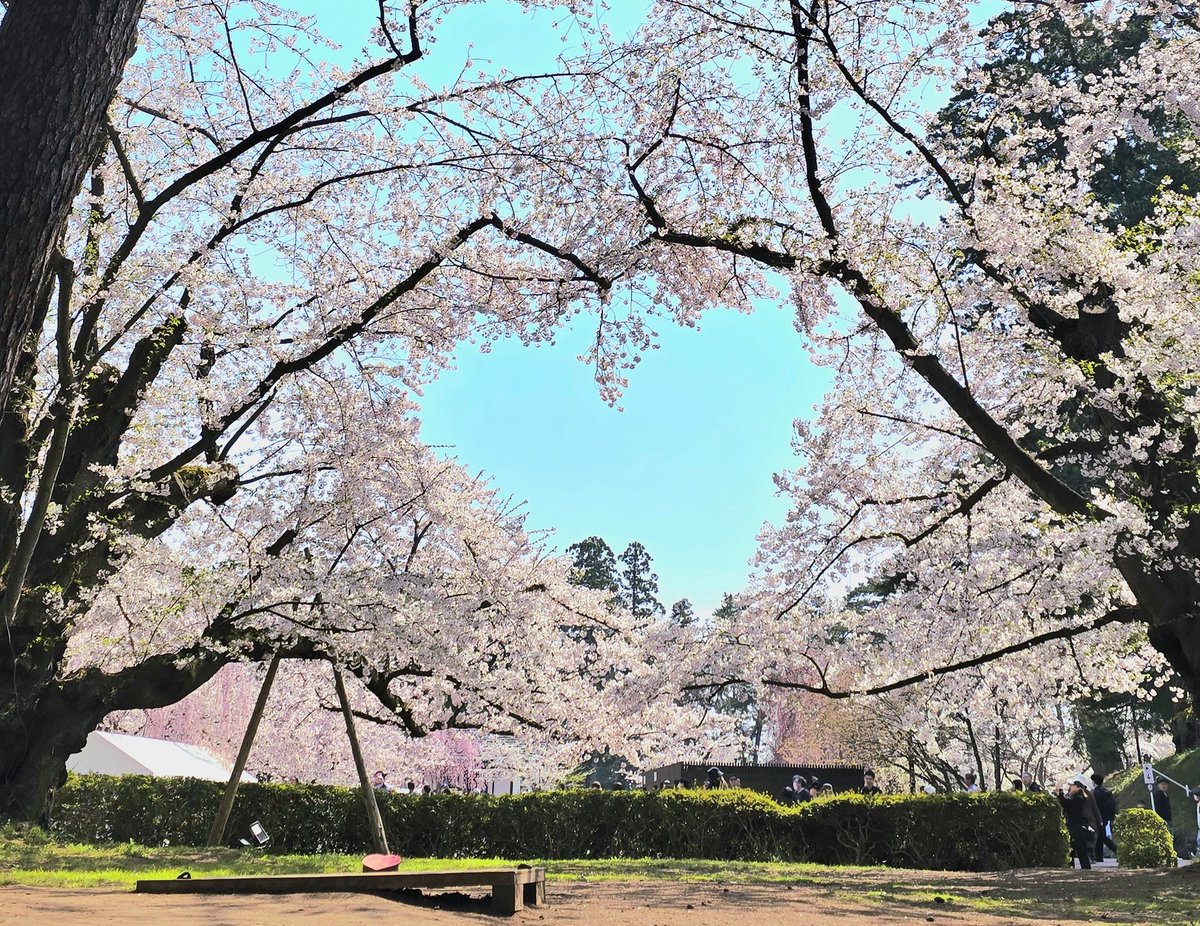 nikumiso97's tweet photo. お花見してきた https://t.co/1CW6r3tL7U
