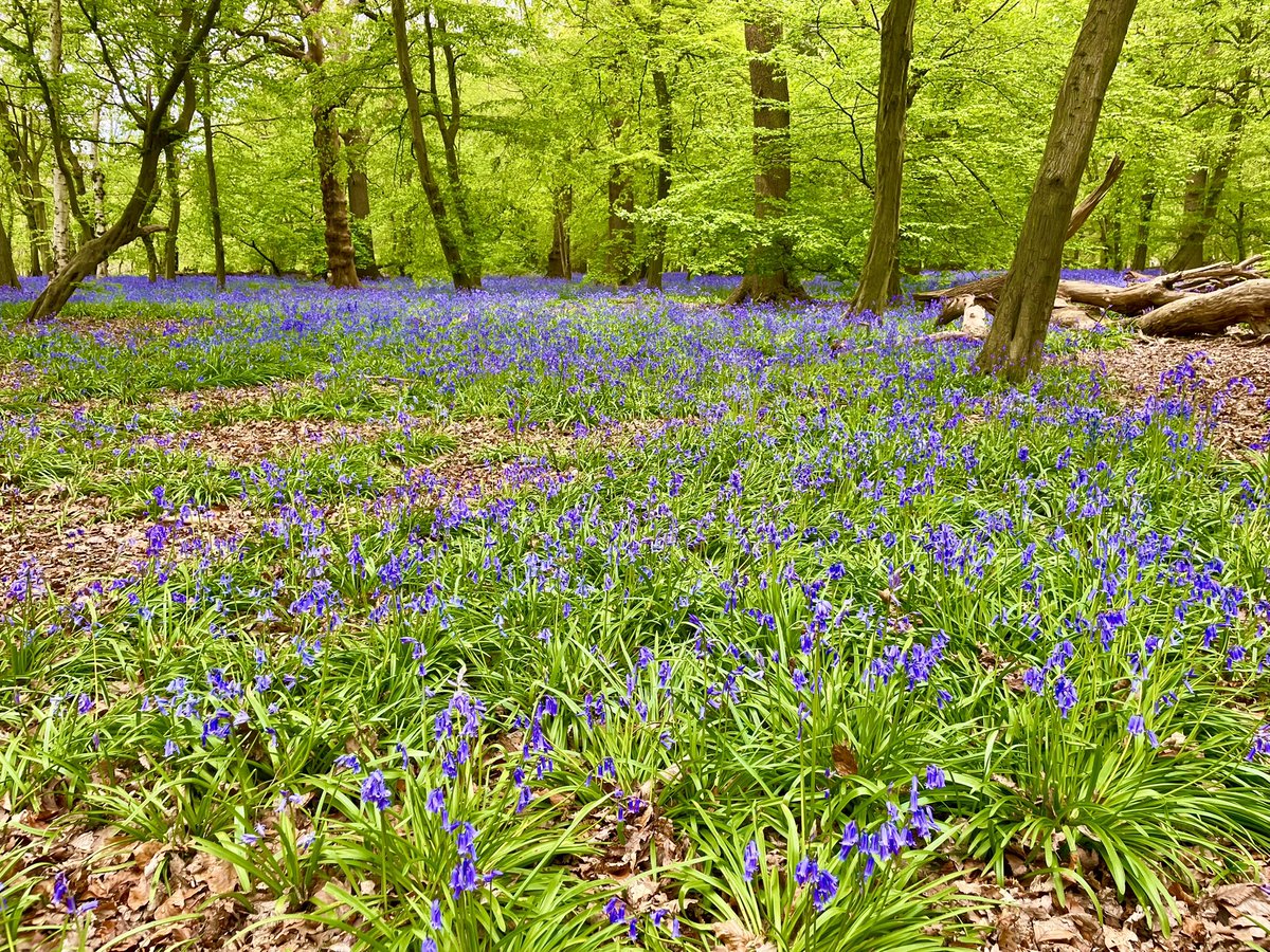 4myJessBrady's tweet image. Here she is. Good morning darling Jess. I so miss your sunshine and delight in everyday things - especially the beauty of nature around you. 💙💙💙#grief #JessRule