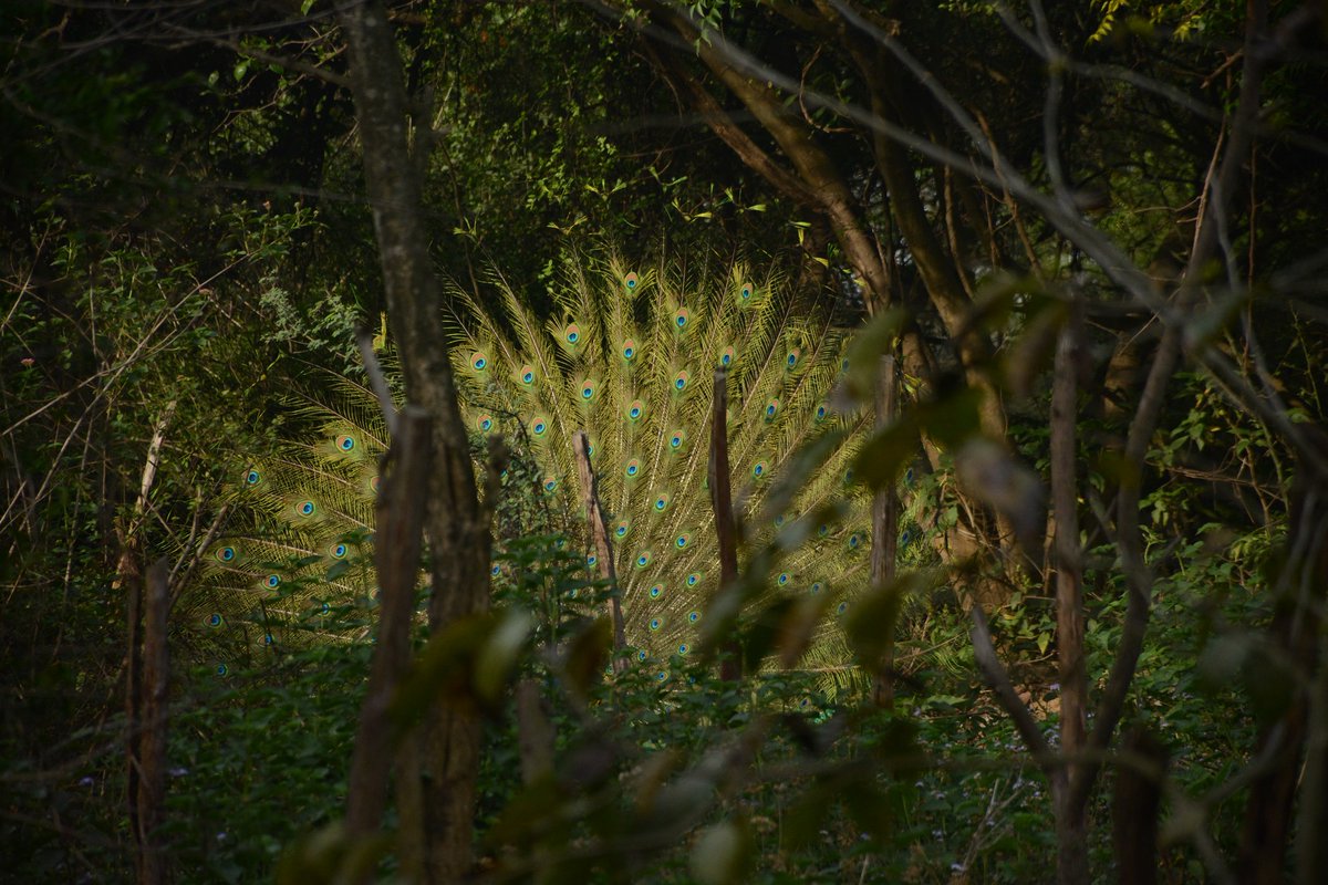 KritikaRanjan6's tweet image. Caught a moment of Woodland magic !!
Sanjay Van, New Delhi 
@IndiAves #birdwatching #birds #forest #birding #birdphotography #Theme_Pic_India_Birds #TwitterNatureCommunity #wildlife #Peacock #wildlifephotography #POTD