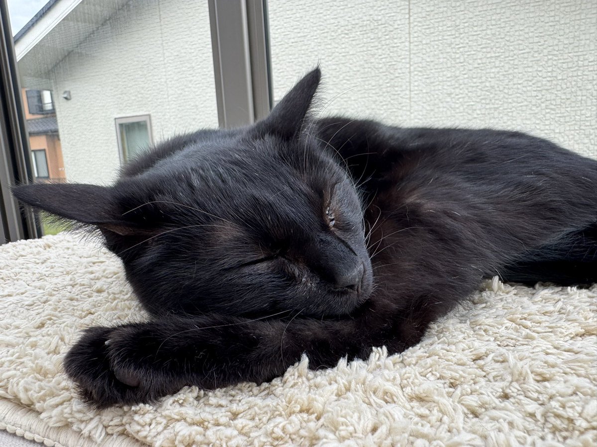 去年と比べるとピッチャー陣に不安があるとはいえ、阪神の勢いがまた戻ってきた気がするニャー！