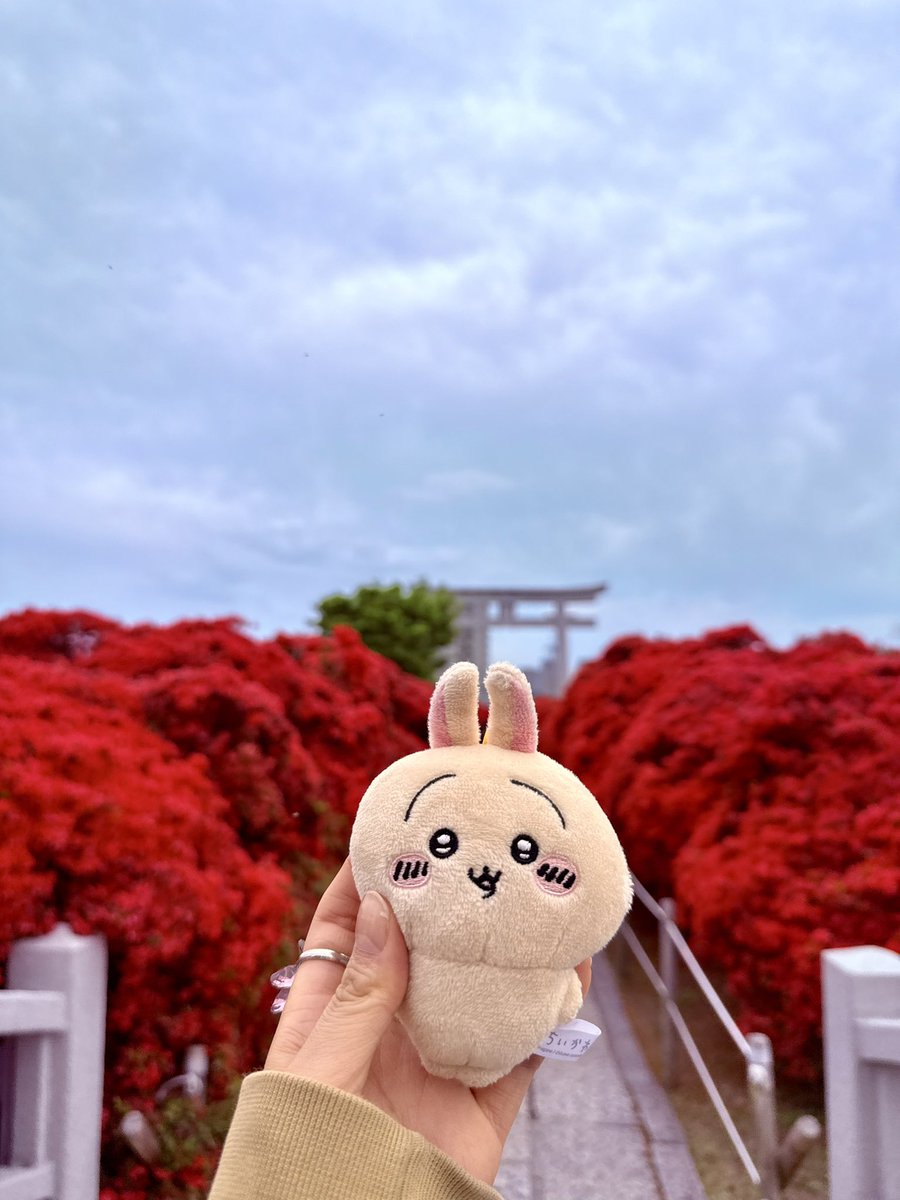 japan_osakafood's tweet photo. どこか分かったらヤバ氏!
#つつじ
#ツツウラウラヤハ氏旅
#京都
#ちいかわ
#usagi
#yaha https://t.co/ND08NPcTod