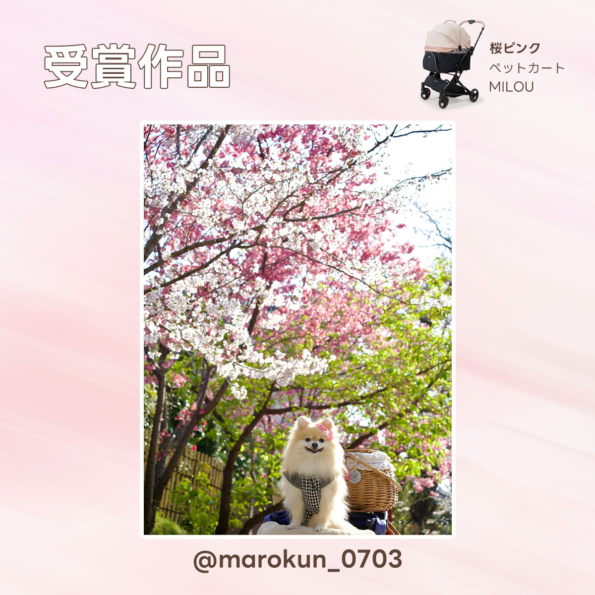 PETTENA（ペテナ） tweet media