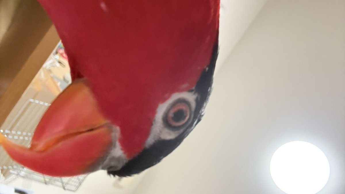 🦇カタヤマ tweet media