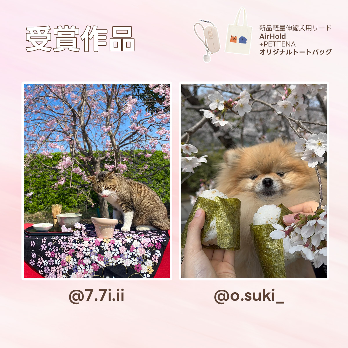 PETTENA（ペテナ） tweet media