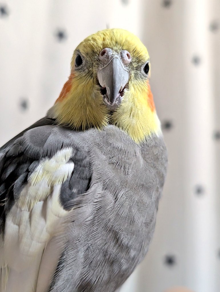 テロリス↩🐤 tweet media