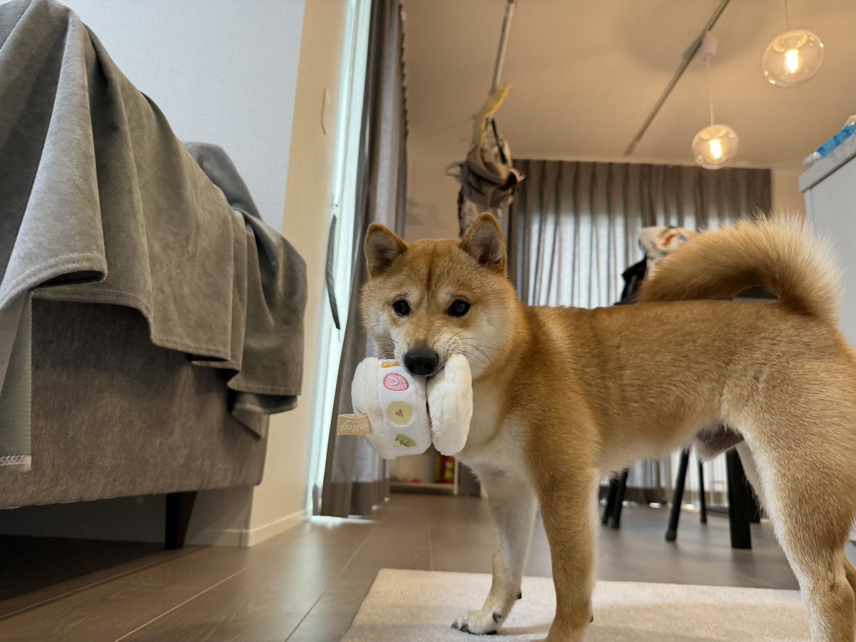 今月のドギーボックス🐶
マジックテープの隙間におやつを入れてあげるとノーズワークになってとっても良い😙🧡