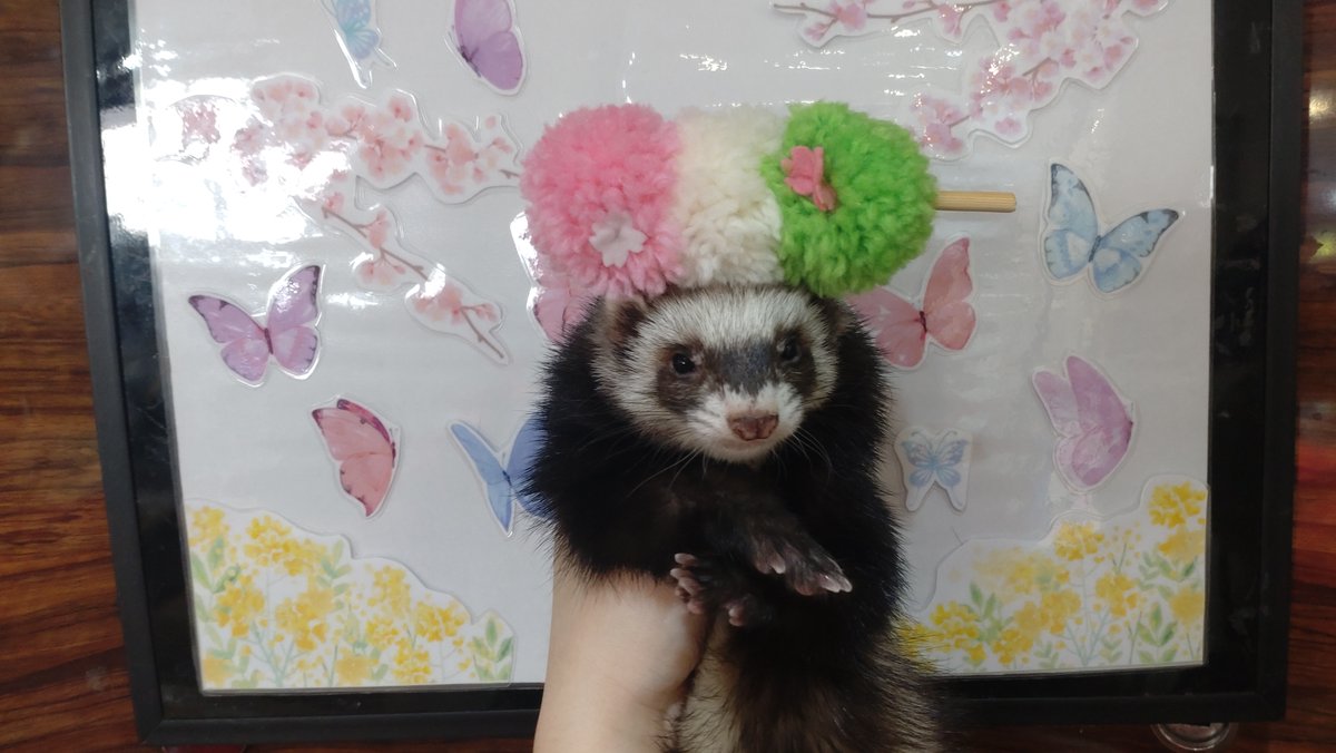 ローレシア tweet media