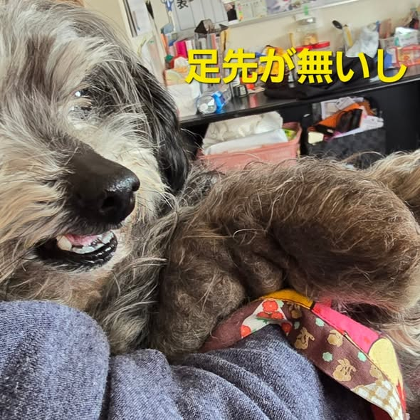 ａｍｉａｍｉ tweet media