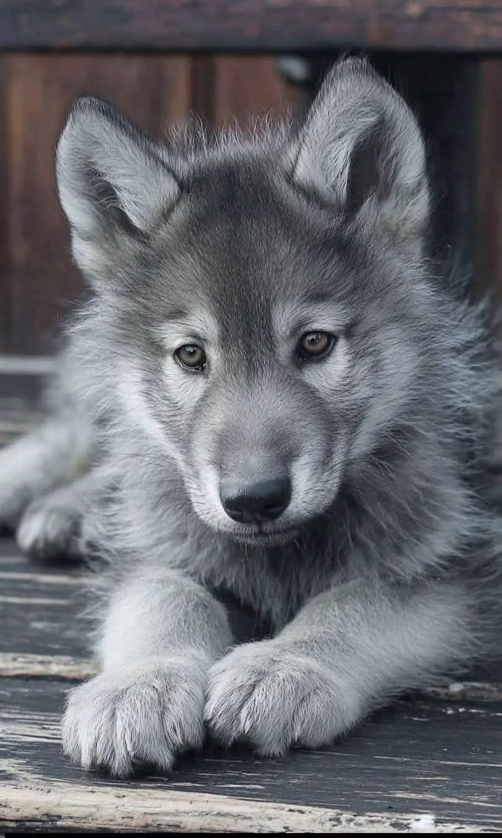 wolf lover community tweet media